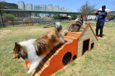 용인 기흥호수공원 내 반려동물 놀이터 개장