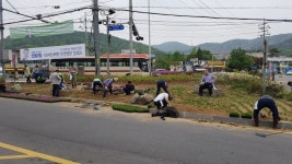 양주 장흥농협ㆍ장흥면사무소 도로변 꽃식재로 정겨운 마음 전해