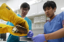 야생동물구조센터서 치료받는 황조롱이