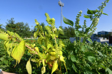 축구장 불빛에 밤을 빼앗긴 들깨밭… “개화시기 늦어 농사 망쳤다”