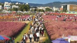 양주 광사동 체험관광농원 천일홍군락지 관광 명소 매김
