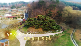 [영상] 나무가 기억하는 경기천년, 포천 직두리 부부송