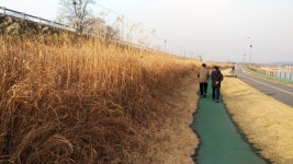 구리 사노동 왕숙천상류 둔치 갈대밭, 잔디광장으로 탈바꿈