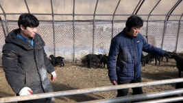 ‘휴먼다큐 사노라면’ 평창 흑염소 농장, 고집불통 아버지와 초보 아들의 갈등