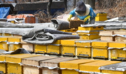 분주한 양봉농가