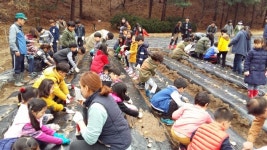 산북초등학교 학생들 마을 어르신들과 감자심기 생태교육