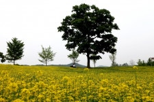 한국도자재단, 18일 광주 곤지암도자공원에 ‘참나무언덕 유채꽃 밭’ 개장