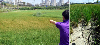 안산 신길 들녘 가보니… 자식같은 벼, 폭염에 다 타들어가… 애타는 農心