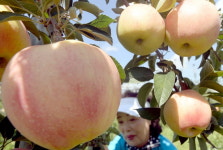 수확 앞둔 사과