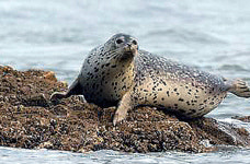 백령도 바다에 ‘점박이 물범’ 쉼터 조성