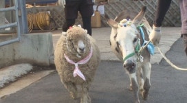 동물농장 노새♥양, 동물판 로미오와 줄리엣 공개