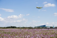 인천국제공항 주변 하늘공원에 코스모스 꽃밭 개장