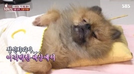 동물농장 오쏠이, 눕고 또 눕고 사연은?