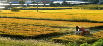 농촌지역 추수 한창