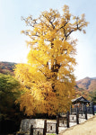 [경기정명 1000년, 경기문화유산서 찾다] 38. 용문사 은행나무