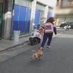 동물농장 스토커 견공 낑꽁이…하은이가 낑꽁이를 만났을 때