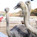 서민갑부 타조 농장 돈키호테 남시원 씨의 성공비법