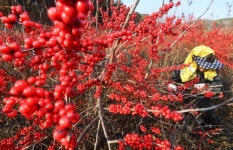 낙산화 수확 한창