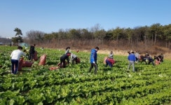 용인시직장운동경기부, 용인백옥씨름단 김장용 배추 수확 자원봉사