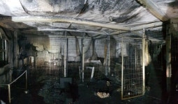 안성 미양면 유기동물보호소에서 불...유기견 등 260여 마리 소사