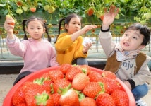 잘 익은 딸기, 정성껏 골라요