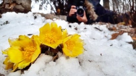 눈 뚫고 피어난 복수초