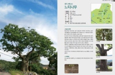 광교산에 있는 느티나무 보호수는 누가 심었을까?… 수원시, 수원의 오래된 나무 이야기 발간