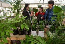 미세먼지 기승… 공기정화식물 인기