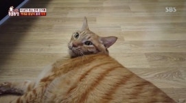 동물농장 역대급 뚱냥이 루루, 고지혈증까지…원인은 우울증