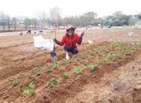 아쉽게 이별한 당수동시민농장, 수원 탑동시민농장으로 돌아왔다