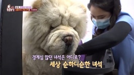 동물농장 차우차우, 대체 무슨 사연이길래?