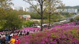 군포철쭉축제 성료