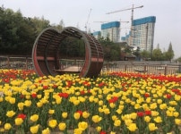 김포시 대표 공원 걸포중앙공원, 신도시 한강중앙공원 봄맞이 새 꽃단장