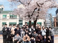 [스쿨통] 벚꽃과 함께 찰칵 추억 찍어요… 남양주 금곡고, 친구와 우정샷 남겨