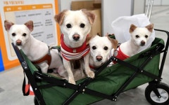 수원반려동물 한마음축제 with 코리아 펫쇼