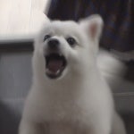 TV 동물농장 두 얼굴 문지기 犬· 마더테레사냥과 초보맘 딸래미냥