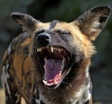 인천대공원에 들개 출몰…시민·반려견 공격받아 부상