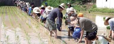 [학교통신] 여주 이포초 하호분교 모내기