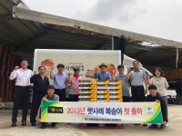 햇사레농약사 | 이천 햇사레복숭아 첫 출하