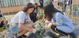 마송중앙초, 옥상텃밭 이용한 친환경 학교농장 운영