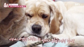 동물농장 빈집의 아롱&아순, 주인과 눈물의 이별