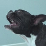 동물농장 동네를 발칵 뒤집어놓은 개 비명소리의 진실