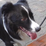 동물농장 포메라니안 사랑한 보더콜리·디자이너와 누렁이의 특별한 인연