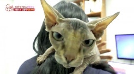 스핑크스 고양이 가격 얼마길래…동물농장 등장에 관심↑