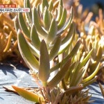 와송 아토피 질환에 특효