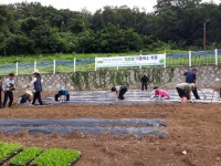 안양범피, 주말농장 가을채소 파종작업 실시