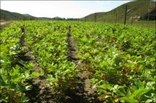 경기도, 대북 농업협력 집중… 평화경제 마중물