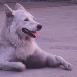 동물농장 김해 종양 백구의 사연