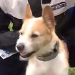 동물농장 자몽이, 세계 챔피언 방어전에 성공할 수 있을까?