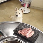 TV 동물농장 고깃집 숏다리의 비밀